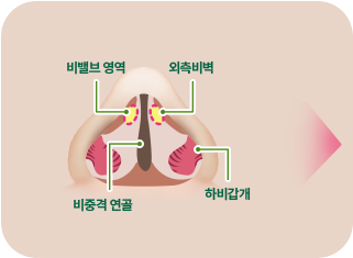 비밸브영역. 외측비벽. 비중격 연골. 하비갑개