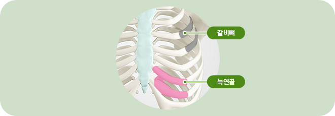 갈비뼈. 늑연골