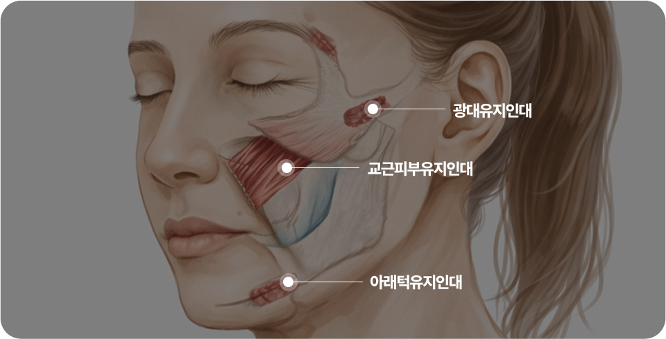 리프팅의 핵심은 근막(SMAS)층과 유지인대