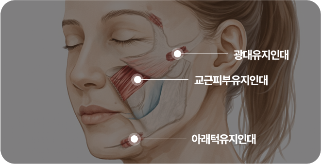 리프팅의 핵심은 근막(SMAS)층과 유지인대